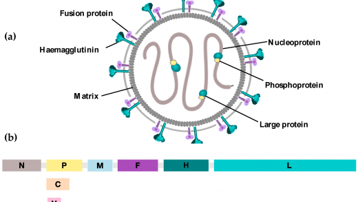 Očkování, spalničky a léčba nádorů Očkování, spalničky a léčba nádorů
